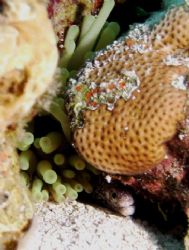 Peek A Boo- 12" Spotted Moray
Sealife DC500 by Shawn Rener 